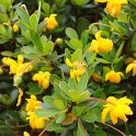 Berberis buxifolia 'Nana' fleur